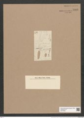 Synedra vaucheriae var. minima (= S. perminuta?) (de-Toni-Nr.: Genus 66) Zeichnungen Sammlung Grunow Nr. 5393 (NHMW-BOT-W0373802)